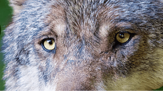 Schutzstatus Wolf