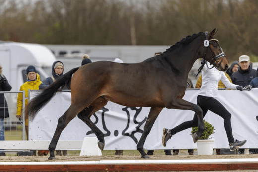 Trakehner Siegerhengst